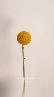 Compra desde donde estés en https://tienda.floreriaplaza.com/ o por WhatsApp al 8123204785