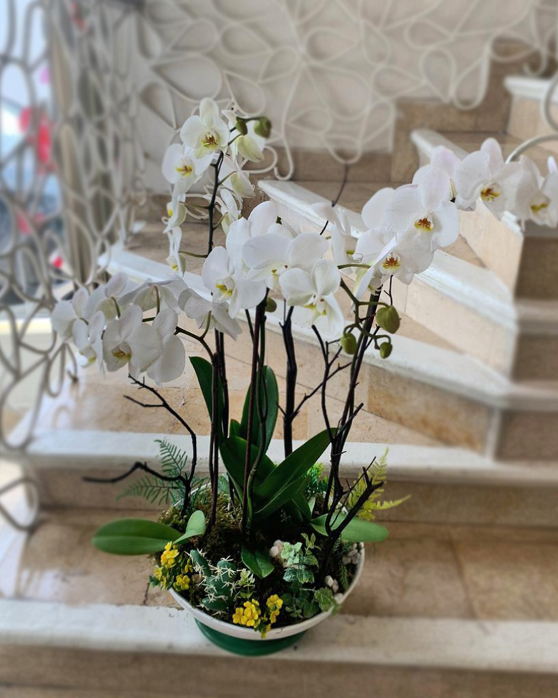 Plantas y Orquideas 25-H | Florería Plaza