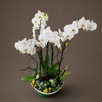 02 Orquideas