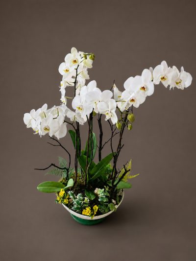 02 Orquideas