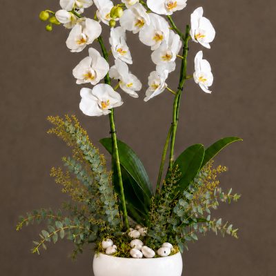 04 Orquideas
