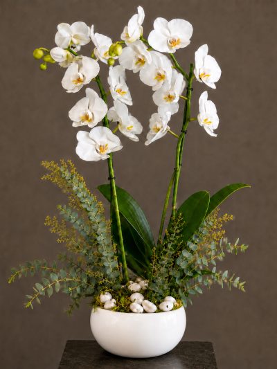 04 Orquideas