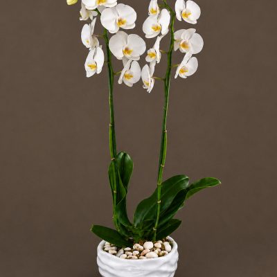 05 Orquideas