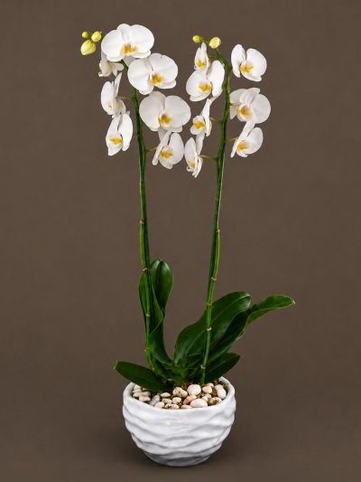 05 Orquideas