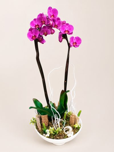 08 Orquideas
