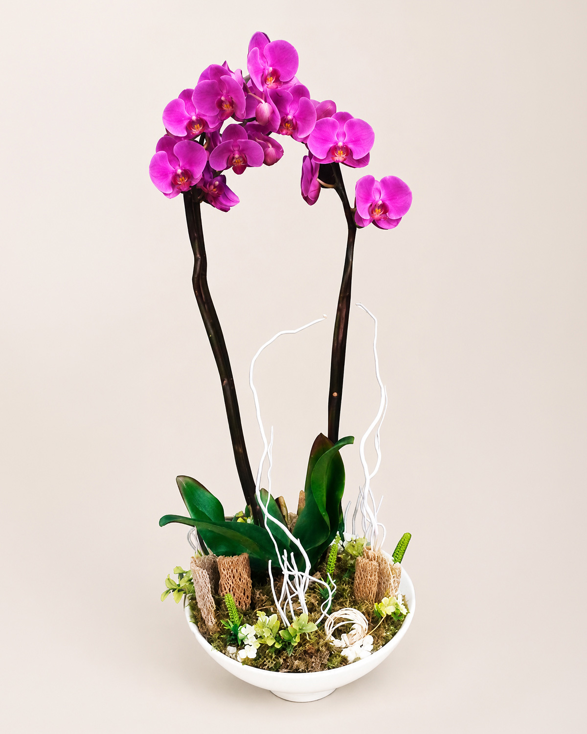 08 Orquideas