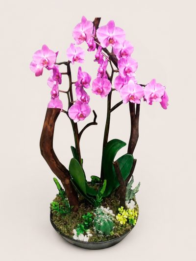 09 Orquideas