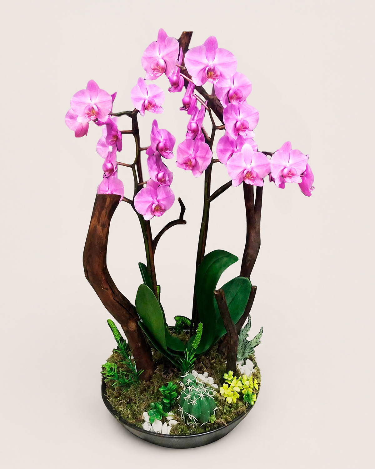 09 Orquideas