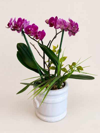 10 Orquideas