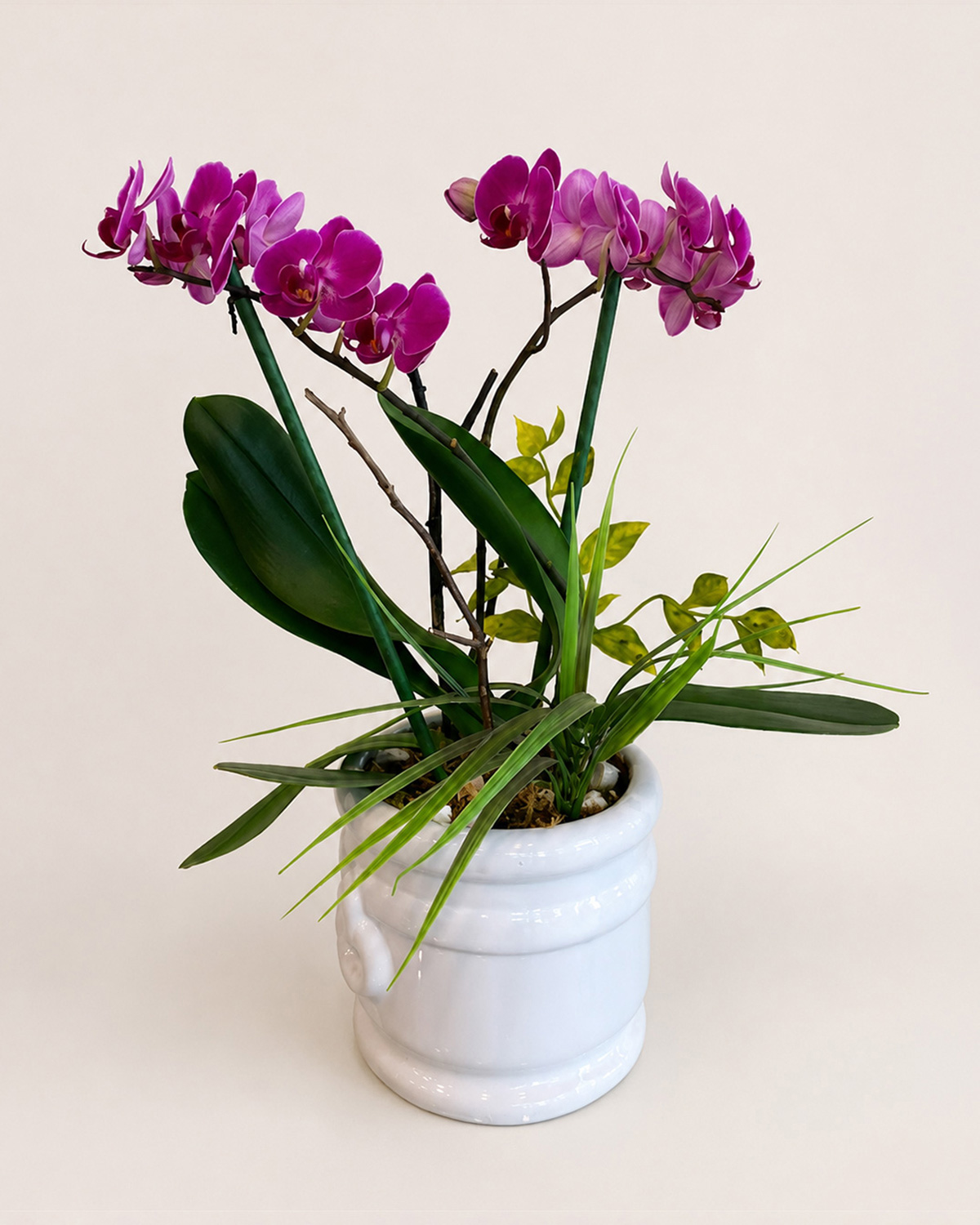 10 Orquideas