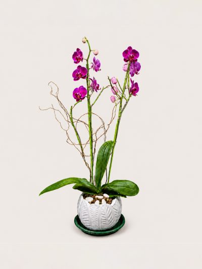 11 Orquideas