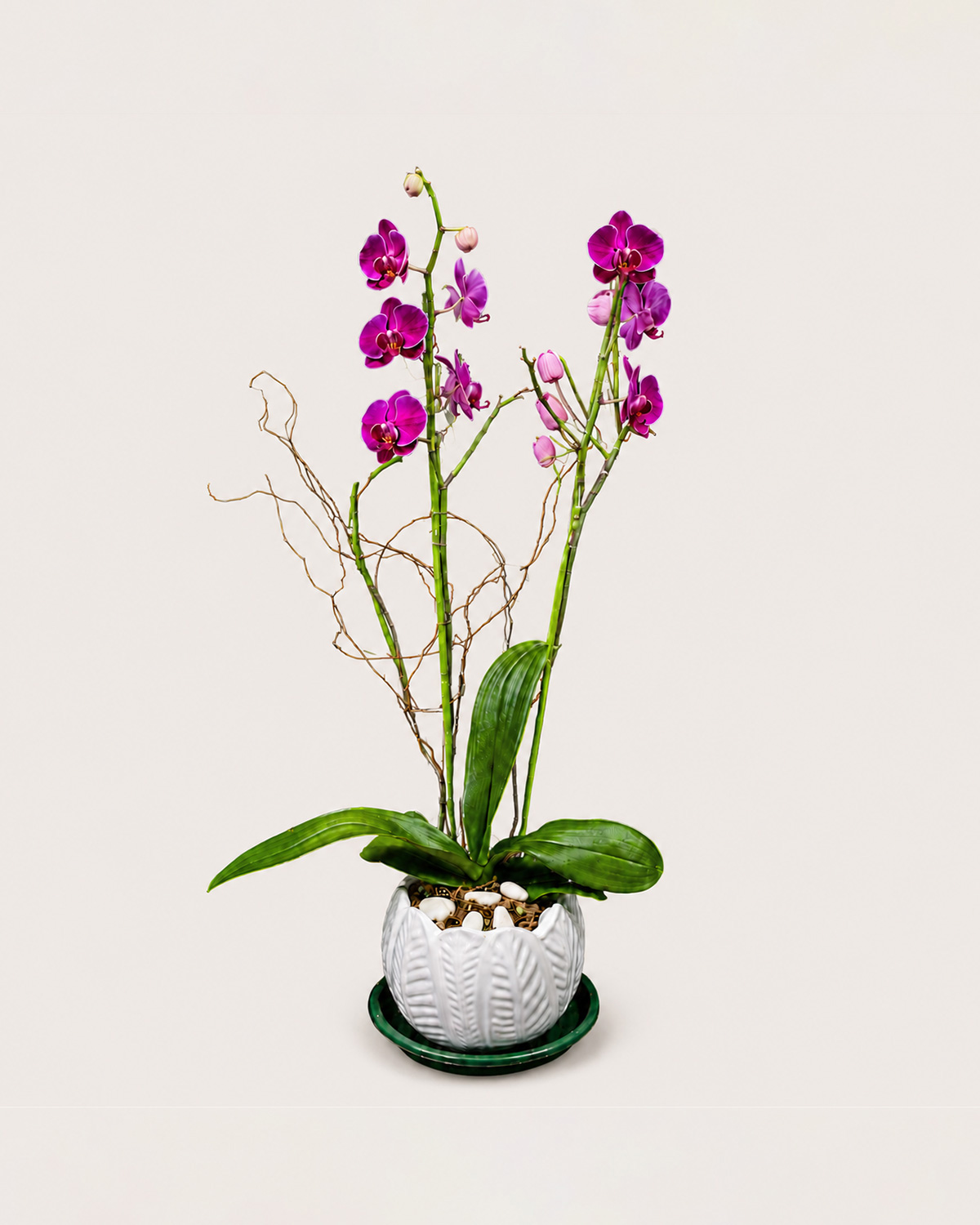 11 Orquideas