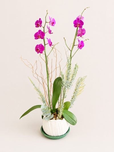 12 Orquideas